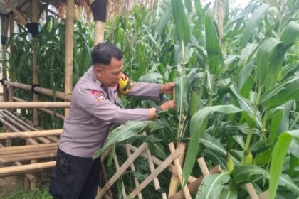 Go Teropong Rakyat