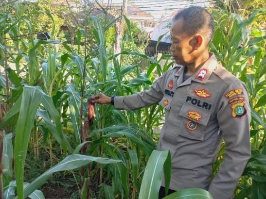 Go Teropong Rakyat